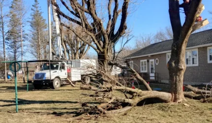 Tree Removal