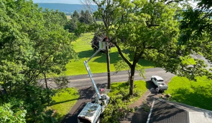 Tree Trimming & Pruning