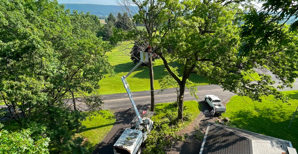 Tree Trimming & Pruning