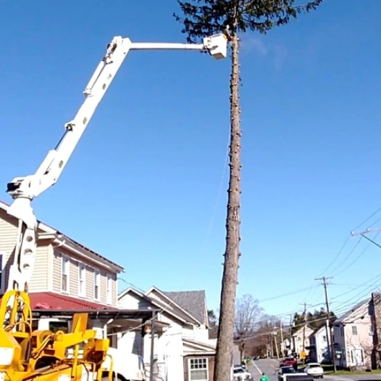 Virgil's Tree Service b