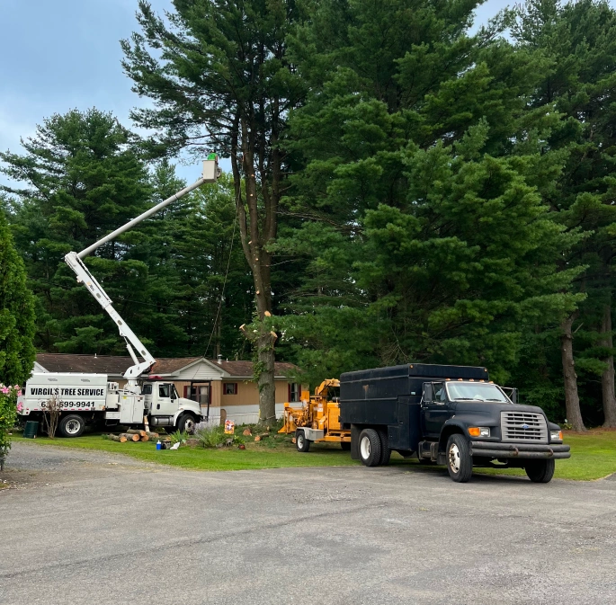 Professional tree removal